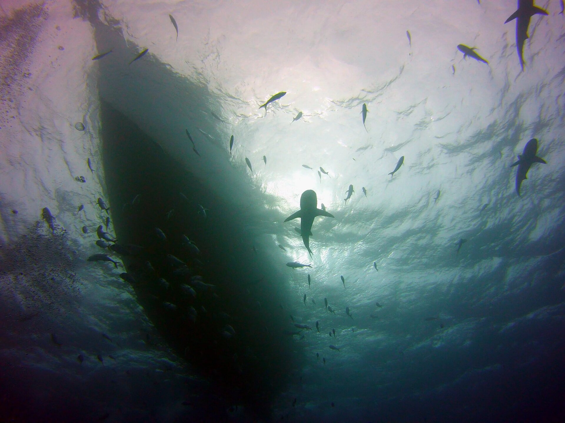 Underwater conservation footage in the Bahamas